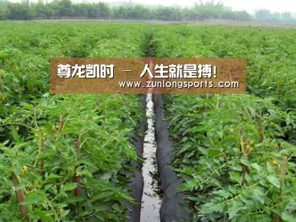 种植基地三